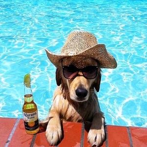 Meet your Posher, Dena